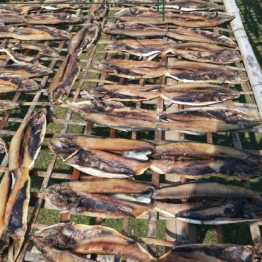 ইলিশ শুটকি | Hilsa dry fish (500 gram)